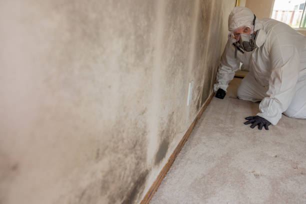 Best Comprehensive Air Testing for Mold Contaminants  in Hancock, MD